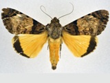 Ulotrichopus variegata